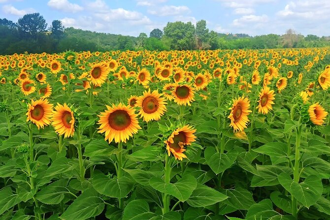 PRIVATE TOUR: Sweet Hills of Chianti & Siena + Lunch & 2 Tastings - Scenic Drives Through Chianti Hills