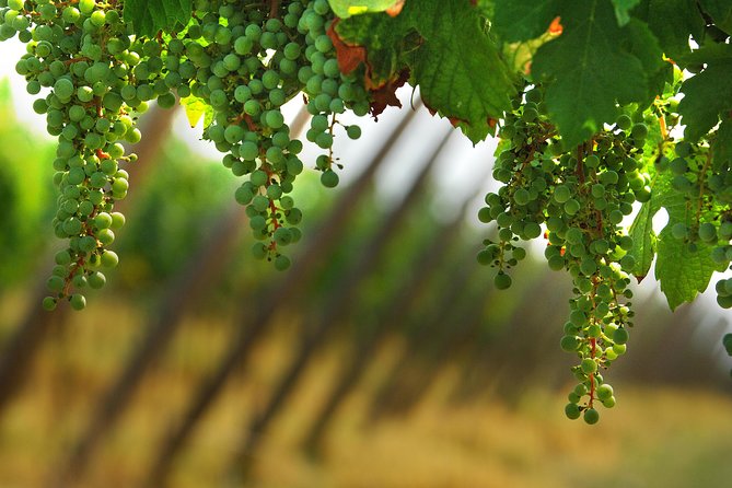 Private Tour to a Winery in Franciacorta and Bergamo From Milan W/ Hotel Pick-Up - Bergamo Old Town