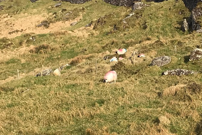 Private Tour to Gougane Barra and Glengarriff - Customer Reviews