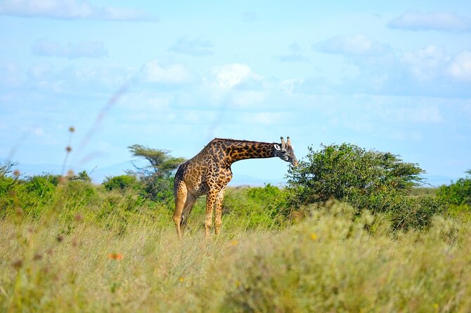 PRIVATE Tour to NAIROBI NATIONALPARK 45hrs Gamedrive 4*4 - Traveler Reviews