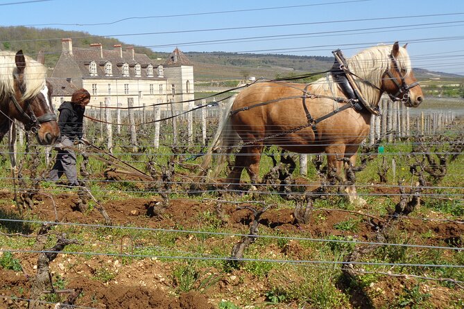 Private Trip and Wine Tasting in Burgundy" - Pickup Arrangements