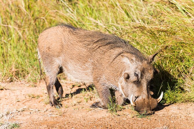 Private Ultimate Pilanesberg Safari From Johannesburg - Booking and Cancellation Policy