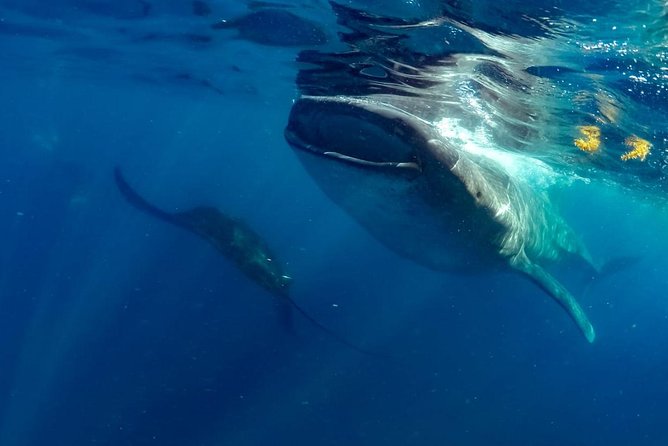 Private Whale Shark Ecofriendly Tour From Cancun - Whale Shark Encounter