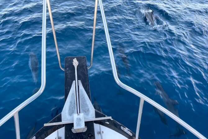Private Whale Watching and Dolphin Excursion - Customer Reviews and Insights