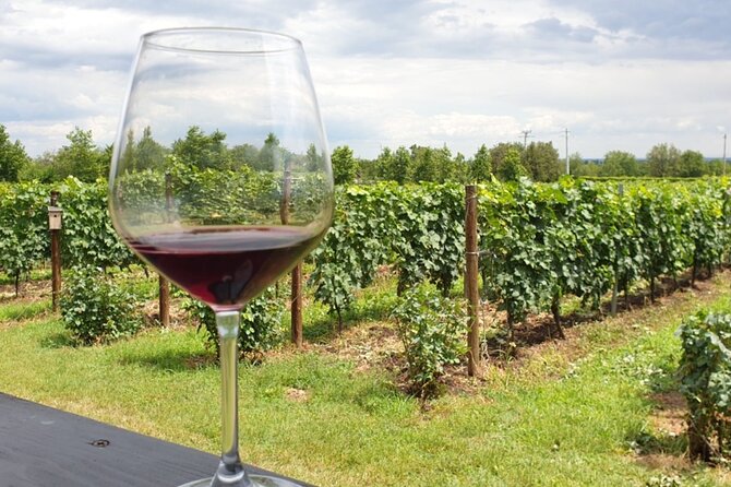 Private Wine Tasting in Cellar and the Winemaking Process - Visiting the Family-Operated Winery