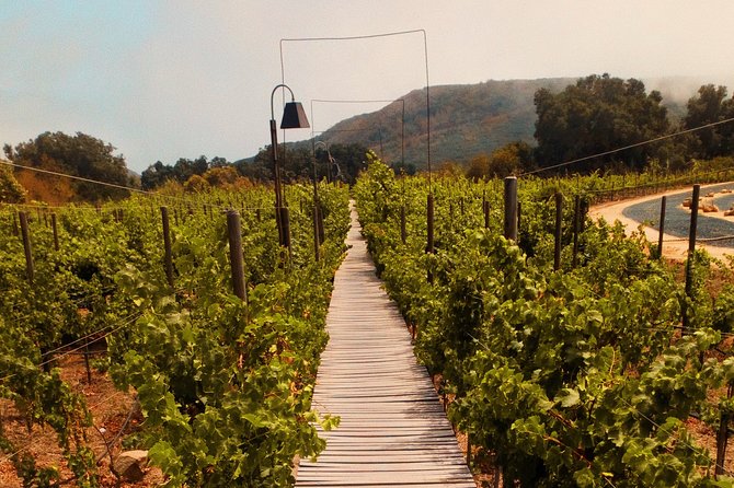 Private Wine Tour at Valle De Guadalupe (A Wine Tasting Included). - Exclusive Winery Experiences