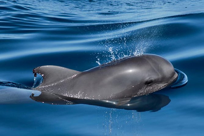 Private Yacht Tour With Whale and Dolphin Watching 42 Foot Boat - Yacht Features
