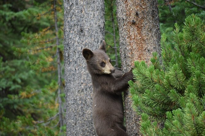 Private Yellowstone Highlights Tour - Traveler Reviews and Ratings