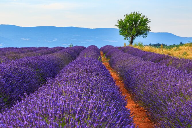 Provence Shared Half Day Lavender Tour From Aix En Provence - Booking Information