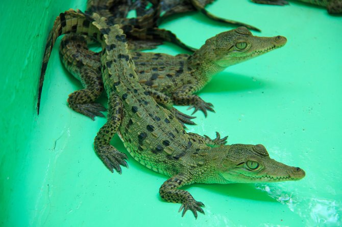 Puerto Angel Exotic Animal Wildlife Experience - Guest Reviews