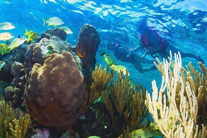 Puerto Morelos Reef Snorkeling Tour With Pickup - Tour Highlights