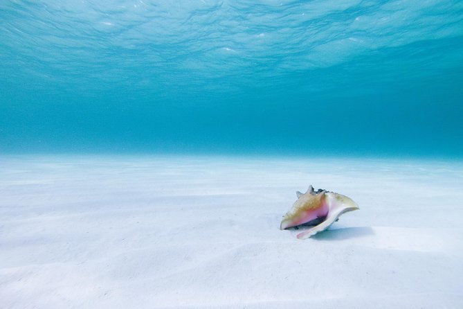 Puerto Morelos Secret Sandbar Catamaran Sail - Suggestions for Improvement