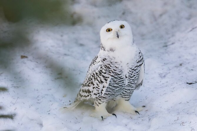 Ranua Zoo Family Tour From Rovaniemi - Transportation Details