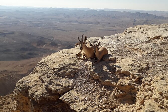 Rappelling Down the Ramon Crater Cliff - Suitable for All Experience Levels