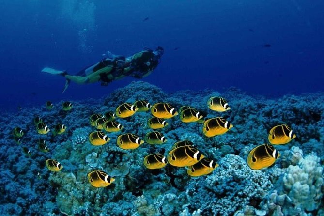 Red Sea: Semi Submarine Trip & Snorkeling - Traveler Feedback and Recommendations