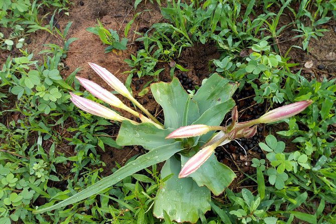 Rhino & Nature Walk in the Musiotunya National Park - Customer Reviews