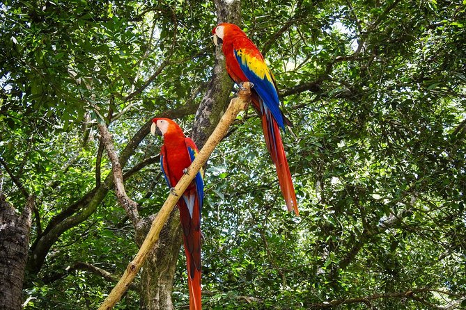 Roatan Manawakie Shore Excursion Eco-Park With Snorkel Adventure - Reviews and Feedback