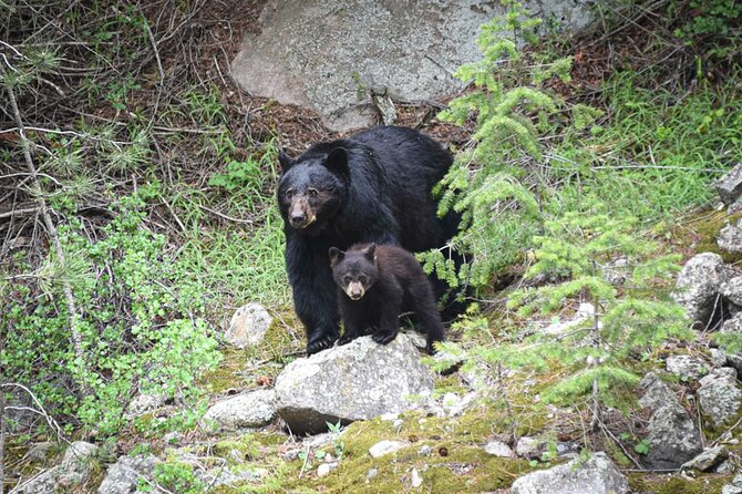 Rocky Mountain National Park: 6 Hr Private Wildlife Driving Tour - Explore Rocky Mountain Wonders