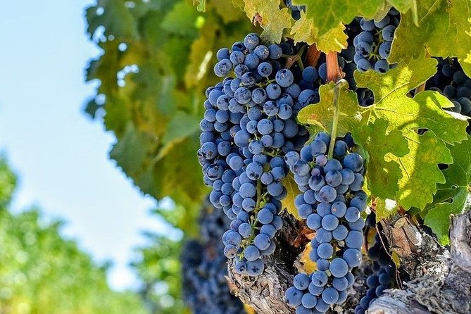 Russian River Valley Wine Tour Review - Overall Impressions and Recommendations