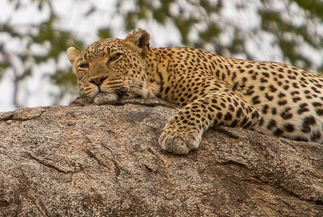 Safari & Culture - Serengeti One Safaris