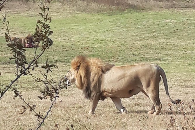 Safari Experience at Rhino & Lion Park - Tips for a Great Safari