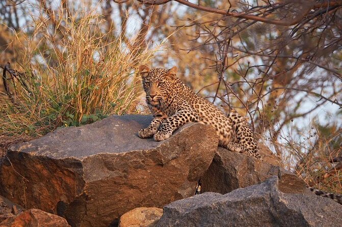 Safari Game Drive in the Greater Kruger Out of Hoedspruit - Meeting and Pickup Details