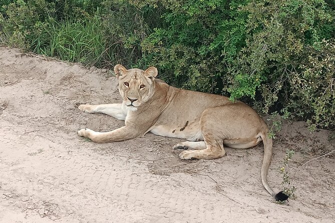 Safari Game Drive in Zambezi National Park - Preparing for Your Safari