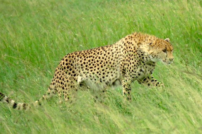 Safari in Tanzania December - April, the Great Migration of the Serengeti - Photographic Opportunities