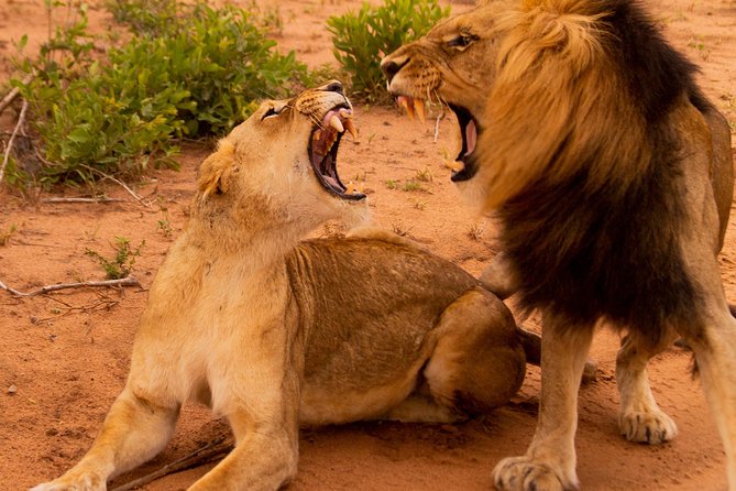 Safari in the Kruger National Park - 4 Days-All Inclusive & Private - Kruger National Park Highlights