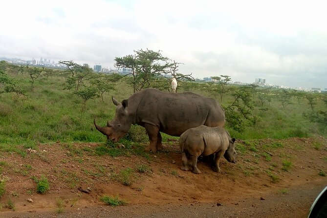 Safari Tour : Nairobi National Park - Unique Wildlife Encounters