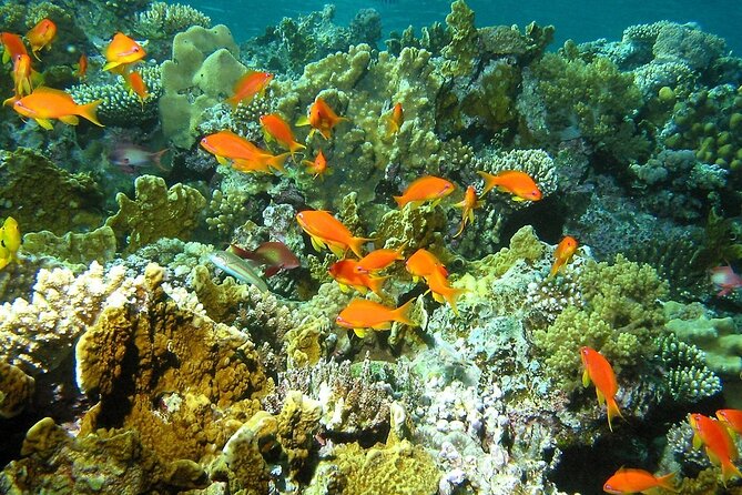 Santa Maria and Chileno Bay Snorkel Adventure Los Cabos - Highlights of the Tour