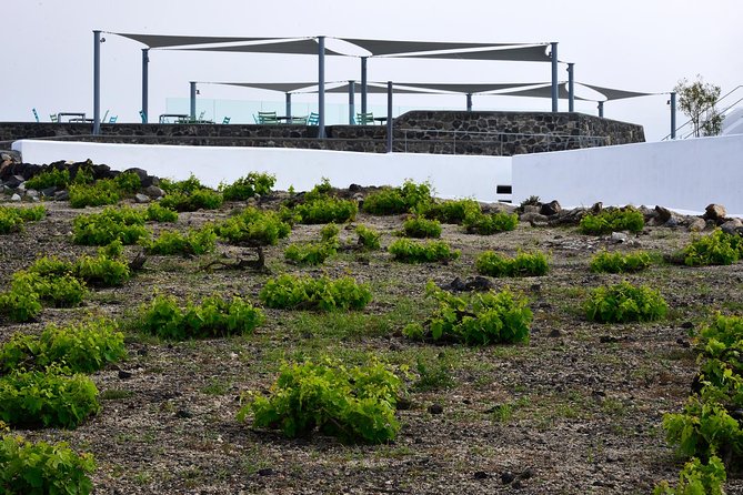Santorini Wine Tasting and Sunset Getaway Small Group Tour - Exploring Santorinis Wine Region