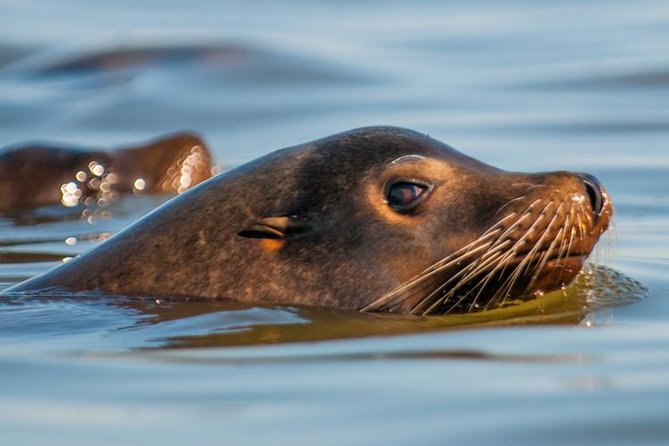 Scenic Sausalito Kayak Tour: Beginners Welcome - Reviews and Ratings