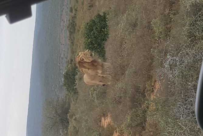 Schotia Open Vehicle Safari Game Drive - Feedback and Improvement