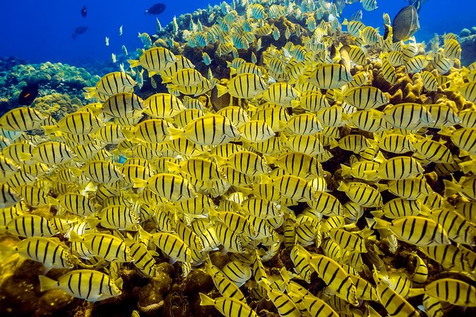 Scuba Diving - Booking Requirements and Cancellation Policy