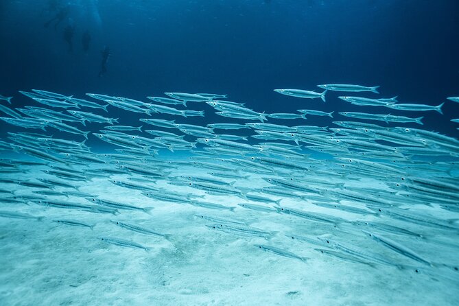 SCUBA Diving Adventure in Mahahual, SCUBA Gear Included - Availability and Booking Information
