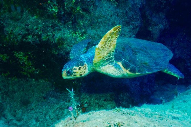 Scuba Diving in Kas for Certified Divers Incl. All Equipments - Accessibility and Health Considerations