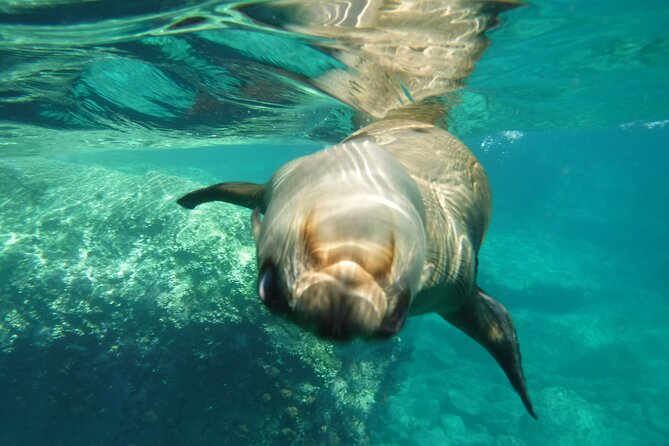 Sea of Cortez Combo: Whale Sharks, Sea Lions & Balandra Beach - Customer Feedback