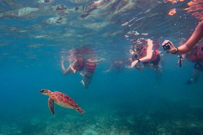 Sea Turtle Snorkeling Ecofriendly Tour From Cancun & Riviera Maya - Booking Recommendations