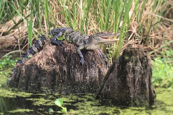 Self Guided Kayak Bayou Swamp Tour - Tips for Your Tour