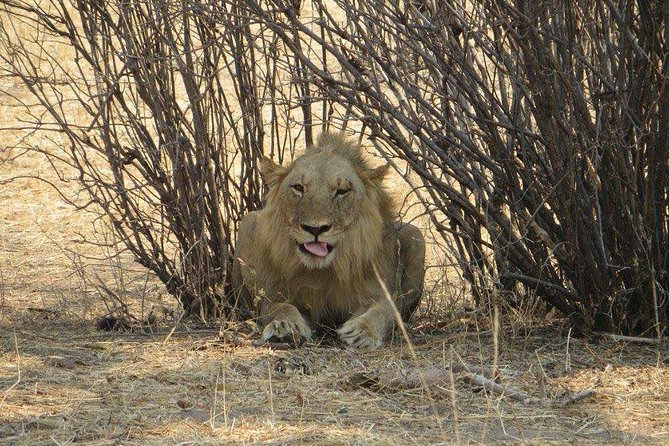 Serengeti N. Park_ Lake Manyara and Tarangire National Park - Navigating the Safari Adventure