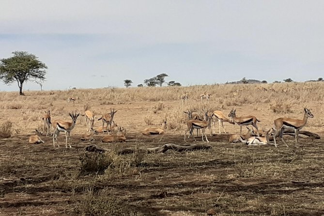 SERENGETI NATIONAL PARK Tour - Tips for Your Safari Experience