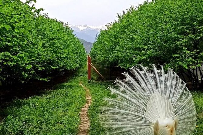 Sheki Adventure Nature Private Tour (Zipline, ATV, Off-road) - Off-road Exploration