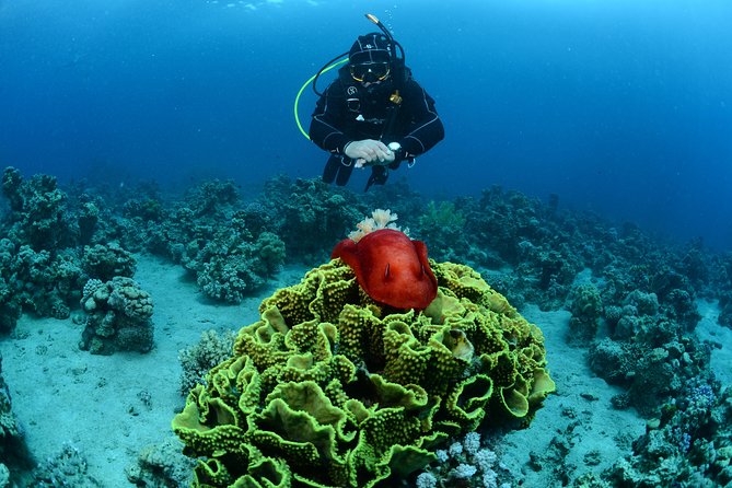 Shore Certified Diving - Two Dives - Safety Considerations
