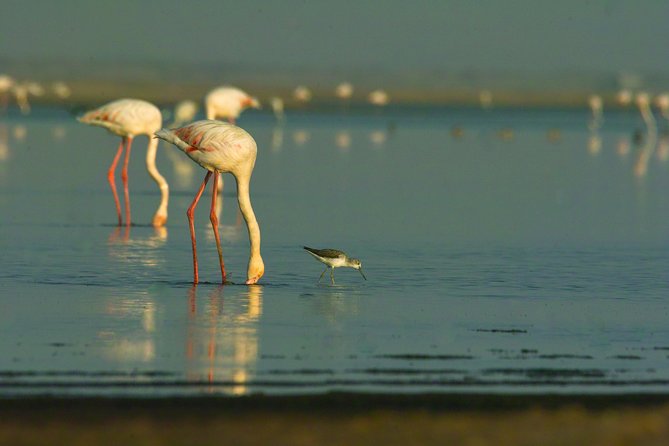 Shore Excursion - Flamingos ,Dune7,Welwitschia, Moonlandscape,Oasis,Swakopmund. - Welwitschia Plants