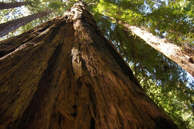 Shore Excursion: Guided Tour to Muir Woods With Roundtrip Journey - Booking Information