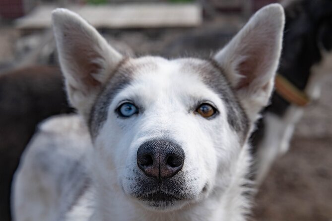 Short Norrbotten County Huskies Visit  - Kiruna - Cancellation and Refund Policy