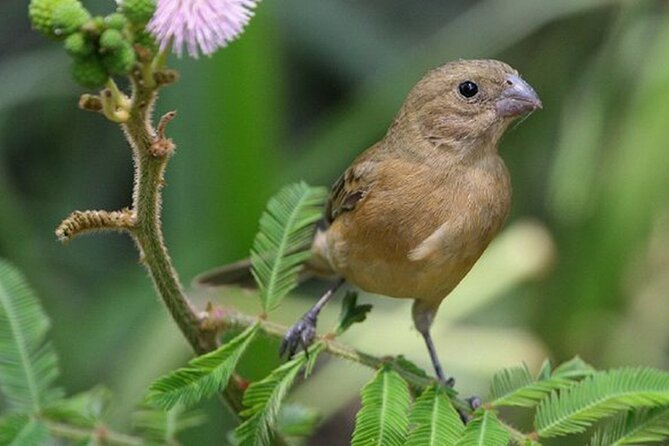 SIERRA Madre Highland Bird and Tuito - Experienced Guides and Feedback