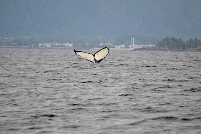 Sitka Shore Excursion: Whale-Watching and Marine Life Tour - Spotting Humpback Whales