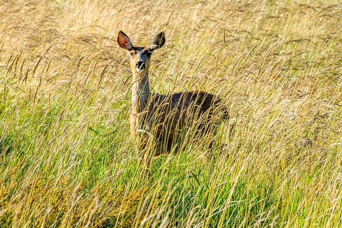 Skagit Valley Birding + Deception Pass Day Tour From Seattle - Exploring Deception Pass